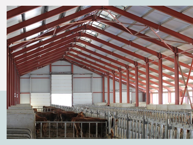 Строительство коровников в Кронштадте